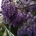 Wisteria