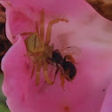 Crab Spider