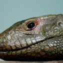 Northern Caiman Lizard