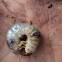 Larva escarabiode
