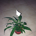 Peace Lily