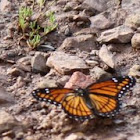 viceroy