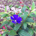 Azalea