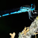 Common Blue Damselfly (Bluet)
