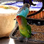 Cotorra cabeciroja. Red-masked Parakeet???