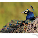Peafowl