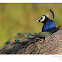 Peafowl