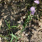 Rough Blazing Star