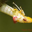 Glassy-winged Sharpshooter (Emerging)