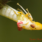 Glassy-winged Sharpshooter (Emerging)