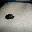 Dung Beetle