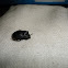 Dung Beetle