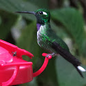Purple-bibbed Whitetip