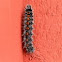 Catterpillar
