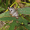 White Peacock
