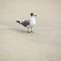 Franklin's Gull