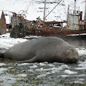 Southern Elephant Seal