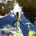 Garden spider