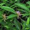 Swamp Loosestrife