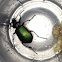 Beetle