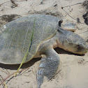 Kemp's Ridley Sea Turtle