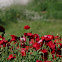Poppy