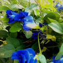 Butter fly pea