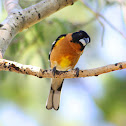 Black-headed Grosbeak