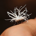 Flatidae nymph