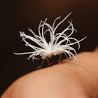 Flatidae nymph