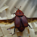 Red palm weevil