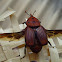 Red palm weevil