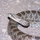 Great Plains Ratsnake
