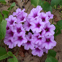 Beach Morning Glory