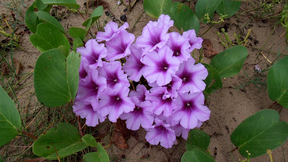 Spotting Image 1