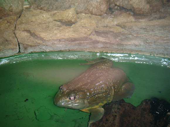 Spotting Image 1