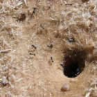 Ant colony