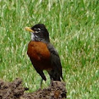 American Robin