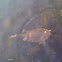 Florida Softshell Snapping Turtle