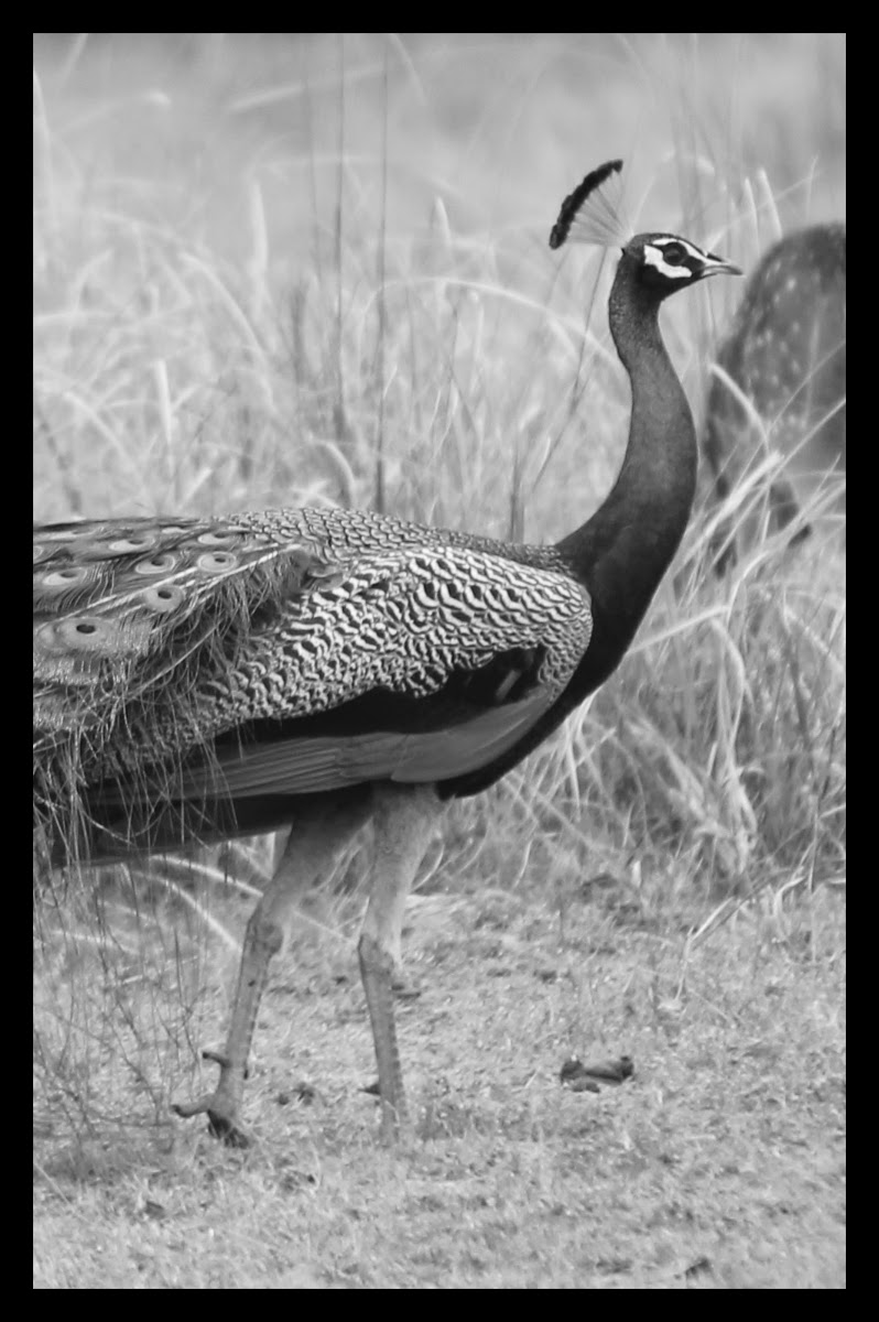 Peacock