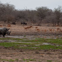 Rhino, Impala and Wildebeest
