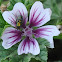 Zebra mallow