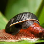 Indrella ampulla