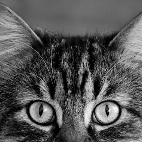 Benny The Curious Cat by Alan  Weiner - Animals - Cats Portraits ( cat door, cat litter, animal portrait, cat, kitten, curious, cat food, picky cat, feline )