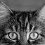 Benny The Curious Cat by Alan  Weiner - Animals - Cats Portraits ( cat door, cat litter, animal portrait, cat, kitten, curious, cat food, picky cat, feline )