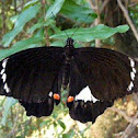 Orchard Swallowtail