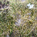 Moss