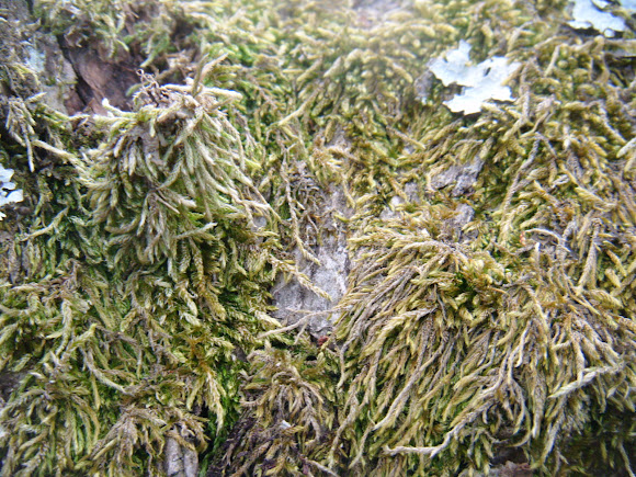 Spotting Image 1