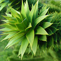 ? Plant