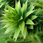 ? Plant